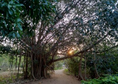Centre de retraite ayurvédique entouré de nature en Inde