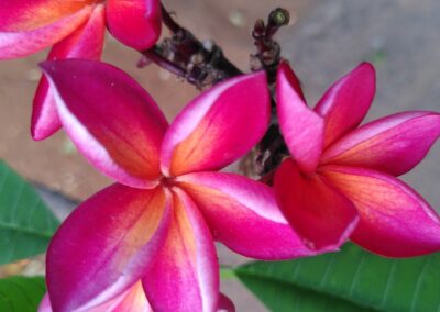 Jardin tropical propice à la méditation et au ressourcement